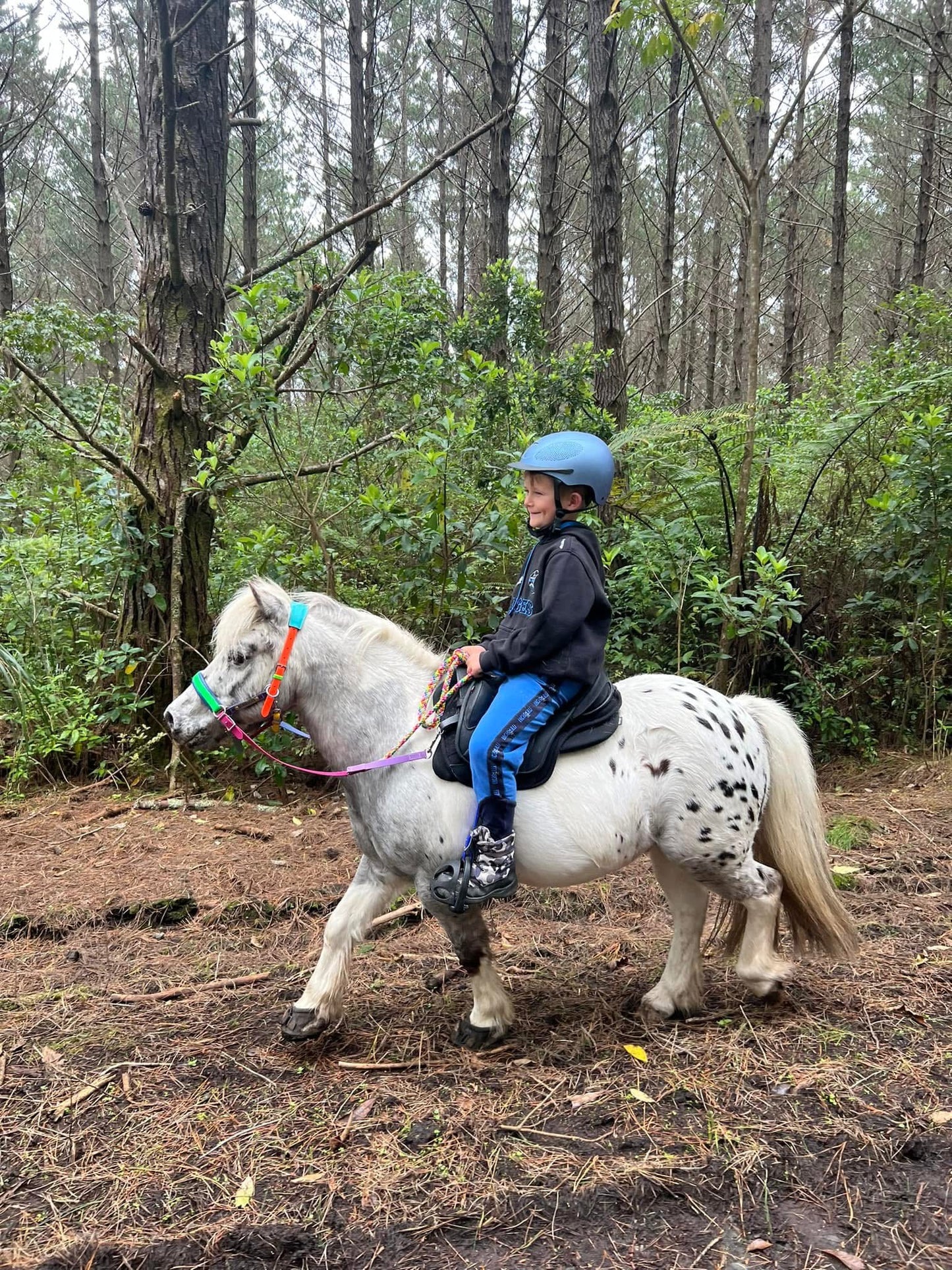LS Scribbles Bitless Sidepull Halter Bridle