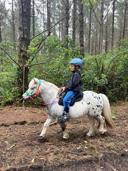 LS Scribbles Bitless Sidepull Halter Bridle