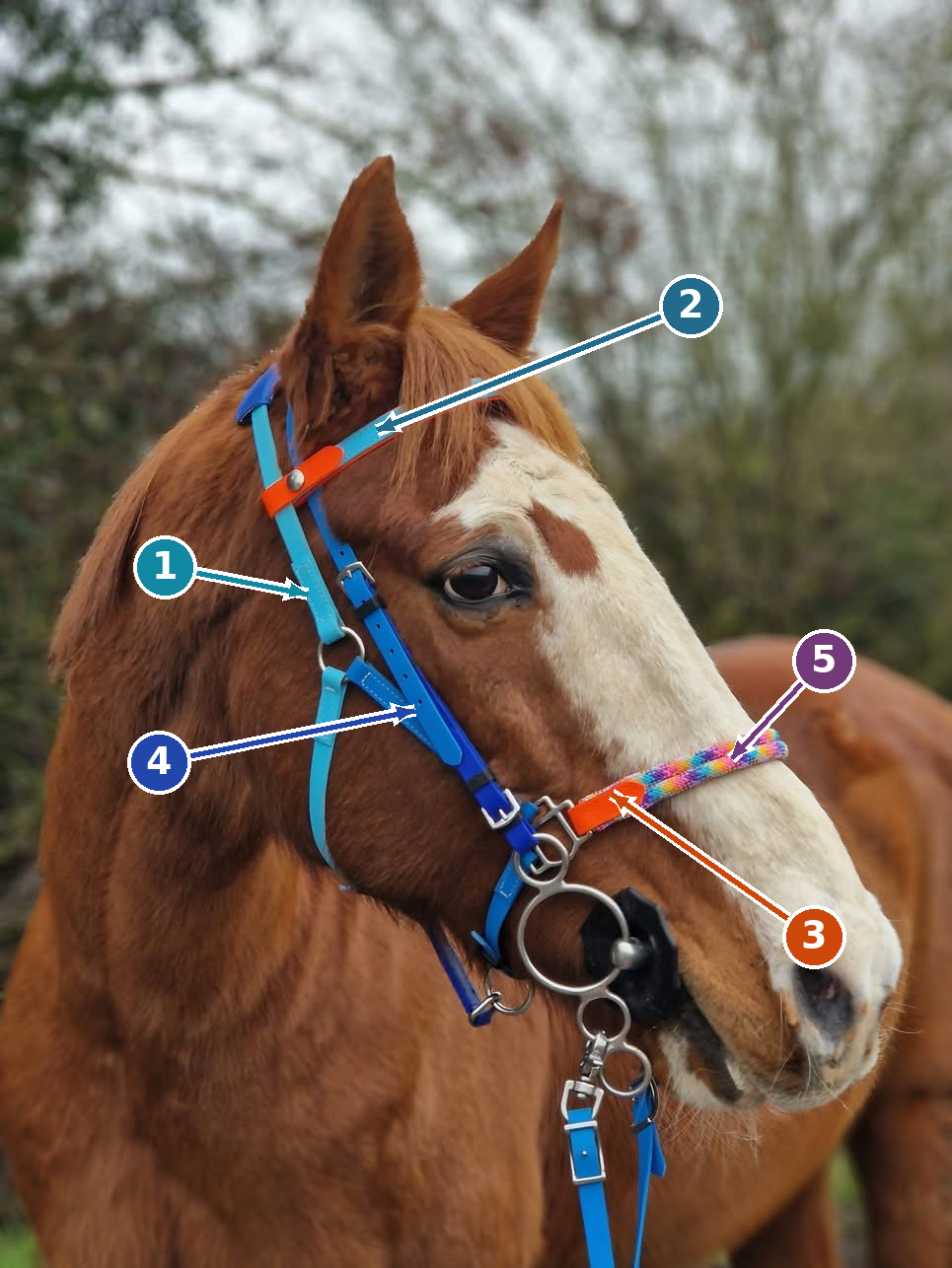 LS Deux Two-Part CrossOver original horse photo with numbered colour arrows.