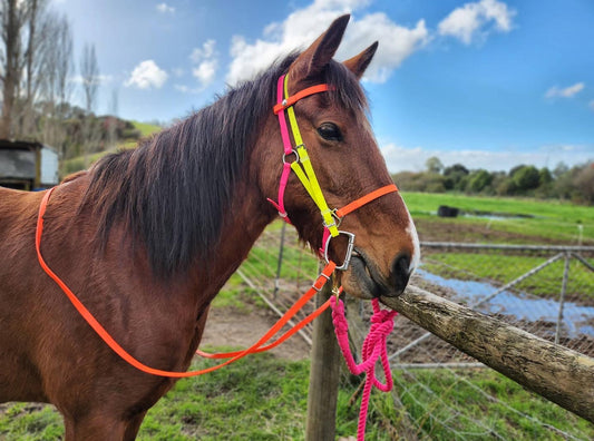 A brown horse stands next to a wooden fence, wearing an LS Deux Rainbow Bridle in Fluro Orange, Fluro Yellow, and Hot Pink from LS Equestrian, crafted from BioThane. The background shows a grassy field, a few trees, and a partly cloudy sky.