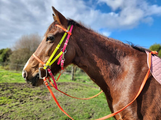 A brown horse stands in a grassy field beneath a partly cloudy sky, adorned with an LS Deux Rainbow Bridle in vibrant hues of fluro orange, fluro yellow, and hot pink from LS Equestrian. Its coat gleams smoothly under the patches of blue sky, with an LS BETA BioThane pink saddle pad on its back. Trees can be seen in the background.