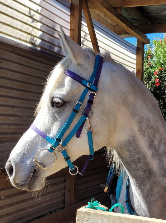 A white horse with a speckled gray coat stands inside a wooden stable, wearing an LS Equestrian LS Deux 2-Part Endurance Bridle in blue and purple, crafted in New Zealand. Bright sunlight highlights the scene, illuminating the flowering bush visible in the background.