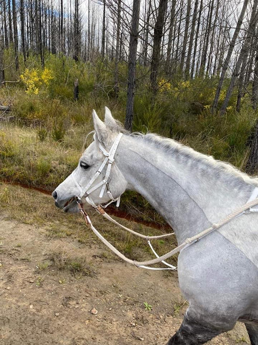 A gray horse with a white LS Deux bridle from LS Equestrian walks along a dirt path in a forested area, surrounded by bare trees and patches of yellow flowers. The horse's head is turned slightly to the side.