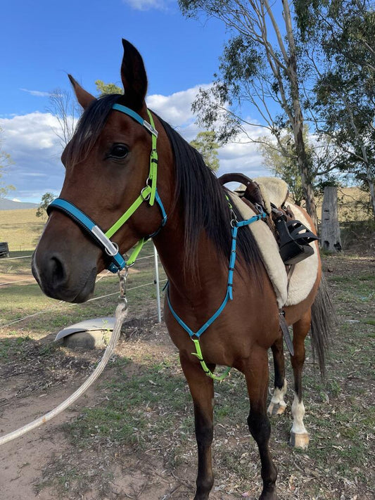 Horse wearing LS Multi Bridle