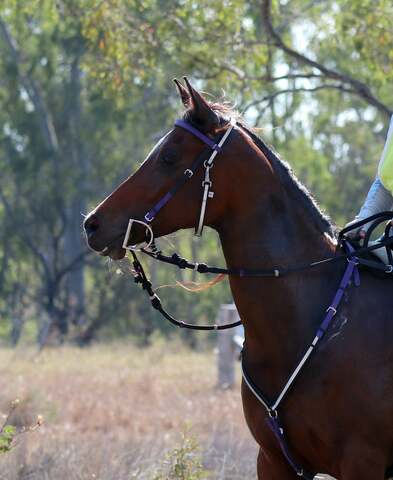 Horse wearing LS Reflective Bridle